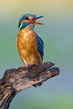 Image. Eisvogel