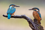 Image. Eisvogel