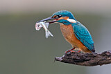 Image. Eisvogel