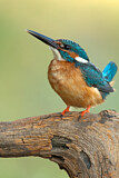 Image. Eisvogel