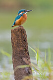 Image. Eisvogel