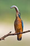 Image. Eisvogel