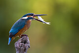 Image. Eisvogel