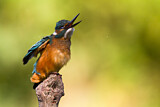 Image. Eisvogel