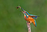 Image. Eisvogel