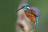 Image. Eisvogel