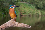Image. Eisvogel