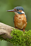 Image. Eisvogel