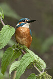 Image. Eisvogel