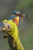 Image. Eisvogel