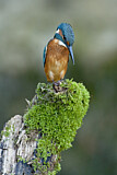 Image. Eisvogel