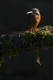 Image. Eisvogel