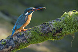 Image. Eisvogel