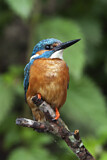Image. Eisvogel