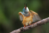 Image. Eisvogel