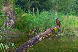Image. Eisvogel