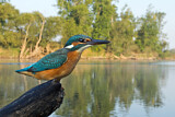 Image. Eisvogel