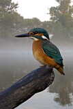 Image. Eisvogel