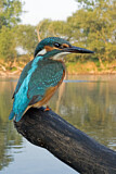 Image. Eisvogel