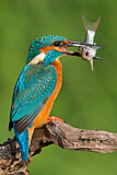 Image. Eisvogel