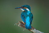 Image. Eisvogel