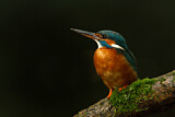 Image. Eisvogel