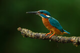 Image. Eisvogel