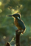 Image. Eisvogel