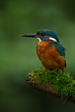Image. Eisvogel