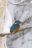 Image. Eisvogel