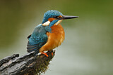 Image. Eisvogel