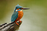 Image. Eisvogel