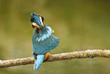 Image. Eisvogel