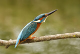 Image. Eisvogel