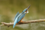 Image. Eisvogel