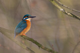 Image. Eisvogel