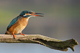 Image. Eisvogel