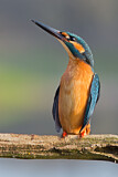 Image. Eisvogel