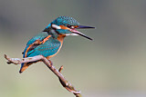 Image. Eisvogel