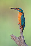 Image. Eisvogel