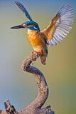 Image. Eisvogel