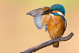 Image. Eisvogel