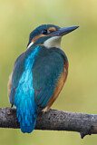 Image. Eisvogel
