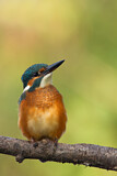 Image. Eisvogel