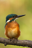 Image. Eisvogel