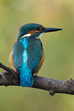 Image. Eisvogel