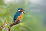Image. Eisvogel