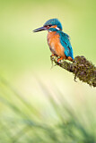 Image. Eisvogel