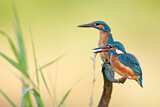 Image. Eisvogel