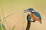 Image. Eisvogel